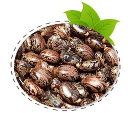 castor-seed