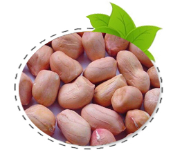 groundnut